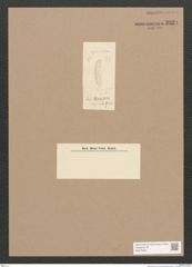 Diatomeae indet. Zeichnungen Sammlung Grunow Nr. 3324 (NHMW-BOT-W0370825)